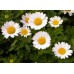 Хризантема Снегурочка, 30 семян (Семена ПОИСК)