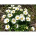 Хризантема Снегурочка, 30 семян (Семена ПОИСК)