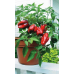 Перец сладкий комнатный ПИК, 20 семян (Уральский Дачник)
