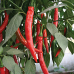 Перец острый длинный Красный дракон 0,2г (Азиатский огород - Семена Алтая)