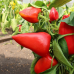 Перец сладкий толстостенный ЕГИПЕТСКАЯ СИЛА, 20 семян (Уральский Дачник)