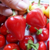 Перец комнатный острый Клубничный Чили, 5 семян (Урожай на подоконнике - Григорьев)