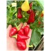 Перец комнатный острый Клубничный Чили, 5 семян (Урожай на подоконнике - Григорьев)