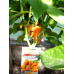 Перец сладкий Оранжевая лакомка, 20 семян (селекция Аэлита)