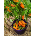 Перец сладкий Оранжевая лакомка, 20 семян (селекция Аэлита) -2шт