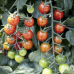 Томат-черри кистевой Черри-сахарок F1, 7 семян (Семторг, Аэлита)