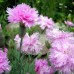 Гвоздика перистая Махровая, смесь сортов 0,2г (W. Legutko, Польша)