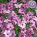 Бальзамин Экстрим F1 Лавендер, 10 семян (Syngenta, Нидерланды)