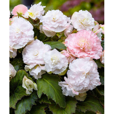 Клубни Бегонии Вyмми Aпфeльблютe, 1 штука в пакете (Живoй миp)