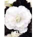 Бегония клубневая Нонстоп Мокка F1 вайт, 5 гранул (Benary - Аэлита)