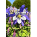 Аквилегия гибридная Голубая Звезда 0,05г (Семена ПОИСК)
