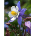 Аквилегия гибридная Голубая Звезда 0,05г (Семена ПОИСК)
