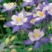 Аквилегия гибридная Голубая Звезда 0,05г (Семена ПОИСК)