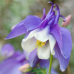 Аквилегия гибридная Голубая Звезда 0,05г (Семена ПОИСК)