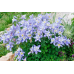 Аквилегия гибридная Голубая Звезда 0,05г (Семена ПОИСК)