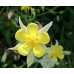 Аквилегия гибридная Желтая Звезда 0,05г (Семена ПОИСК)