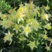 Аквилегия гибридная Желтая Звезда 0,05г (Семена ПОИСК)