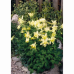 Аквилегия гибридная Желтая Звезда 0,05г (Семена ПОИСК)