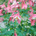Аквилегия гибридная Розовая Звезда 0,05г (Семена ПОИСК)