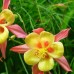 Аквилегия гибридная Кораллово-желтая Звезда 0,05г (Семена ПОИСК)