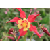 Аквилегия гибридная Кораллово-желтая Звезда 0,05г (Семена ПОИСК)