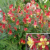 Аквилегия гибридная Кораллово-желтая Звезда 0,05г (Семена ПОИСК)