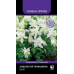 Аквилегия миниатюрная Примавера Вайт, 5 семян (Семена ПОИСК)