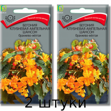 Бегония клубневая ампельная 