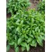 Базилик Гурман мятный 0,1гр. Семена Поиск