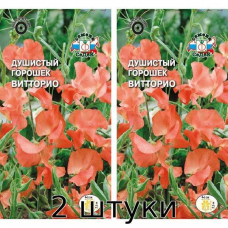Душистый Горошек Витторио (Semperflorens) 1гр. Семена СеДек - 2шт